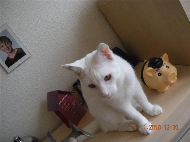 Maine Coon Snehvide - Snehvide der holder øje med mig billede 4