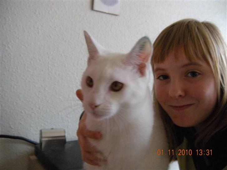 Maine Coon Snehvide - Mig og Snehvide billede 5