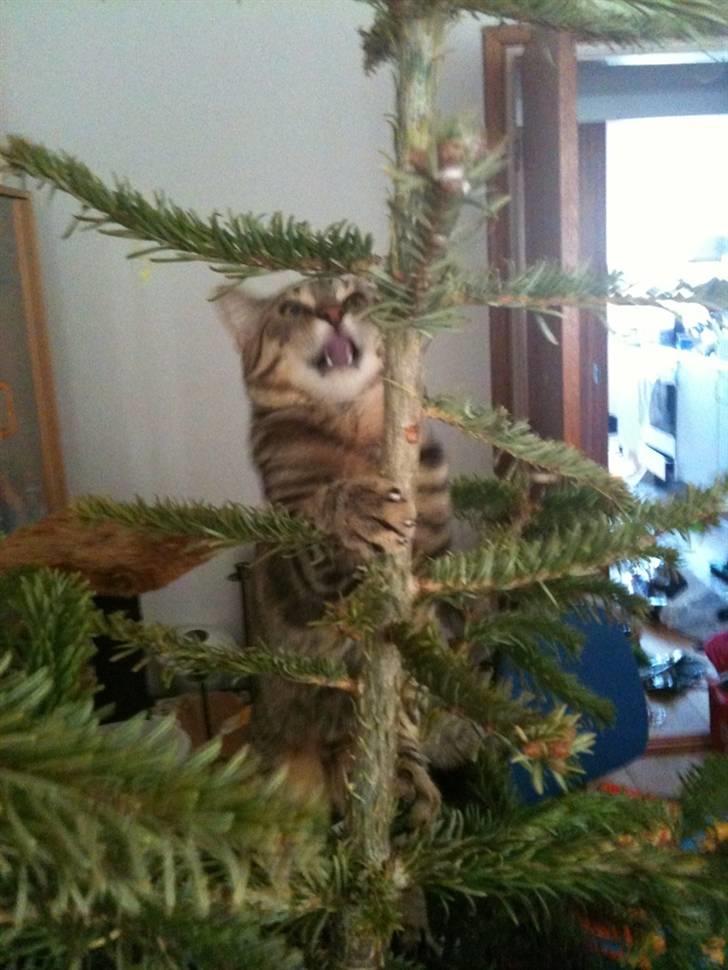 Huskat Pelle - nårsår pelle :D Angriber juletræet billede 1