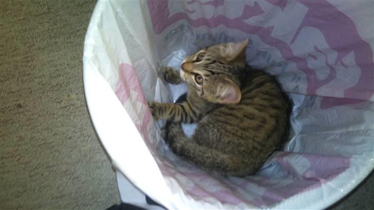 Huskat Pelle - lille pelle i min skrældespand 3dage efter jeg havde fået ham  billede 2