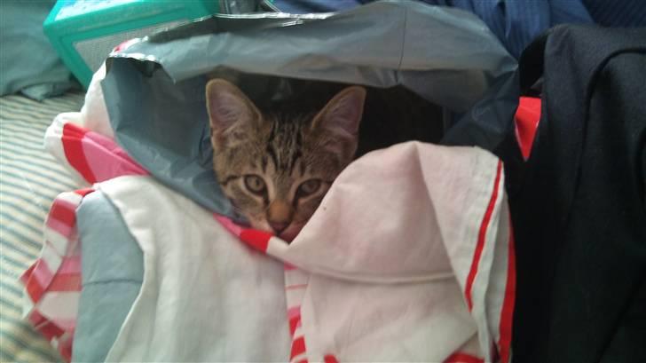 Huskat Pelle - jeg putter dejligt her inde i posen :P billede 3