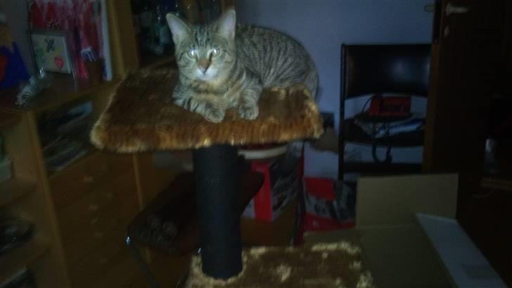 Huskat Pelle - det er dejligt at havde styr på det hele :) billede 5