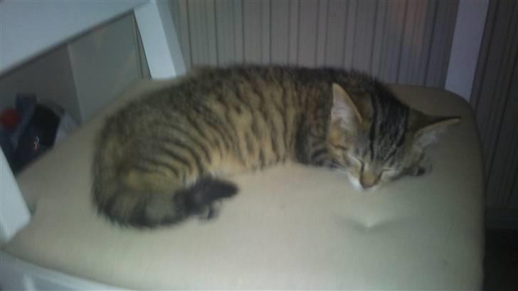 Huskat Pelle - sove tid Zzz billede 6