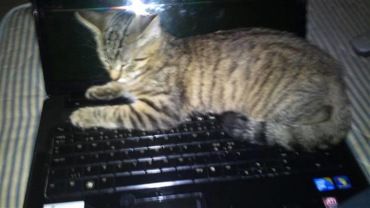 Huskat Pelle - elsker at ligge på computeren og iretere dem når de skal bruge den hehe billede 7