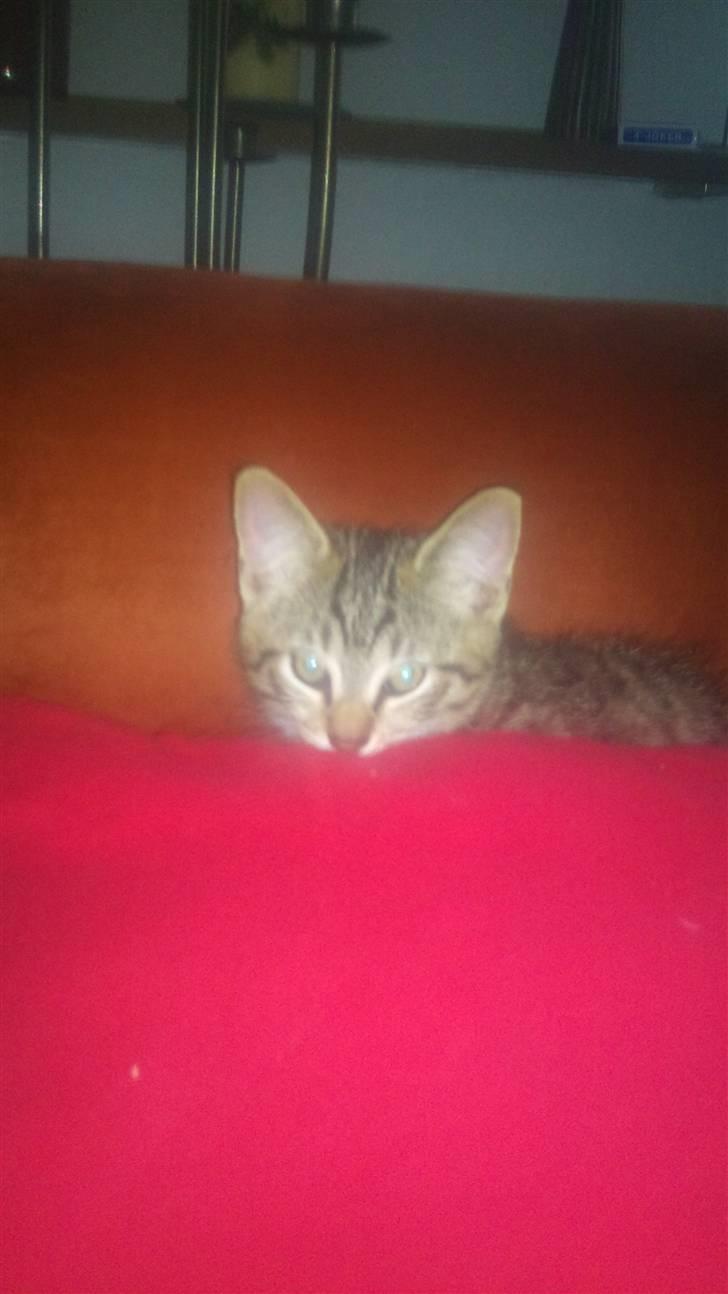 Huskat Pelle - er jeg ikk sød?? billede 8