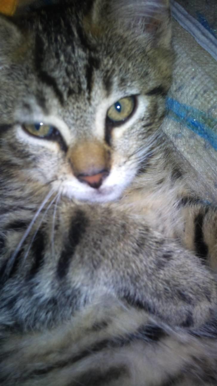 Huskat Pelle - Det første billede jeg to af ham pelle miss billede 9