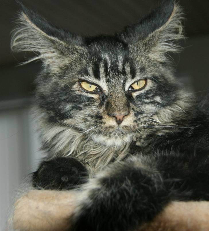 Maine Coon Fede Dorit billede 19