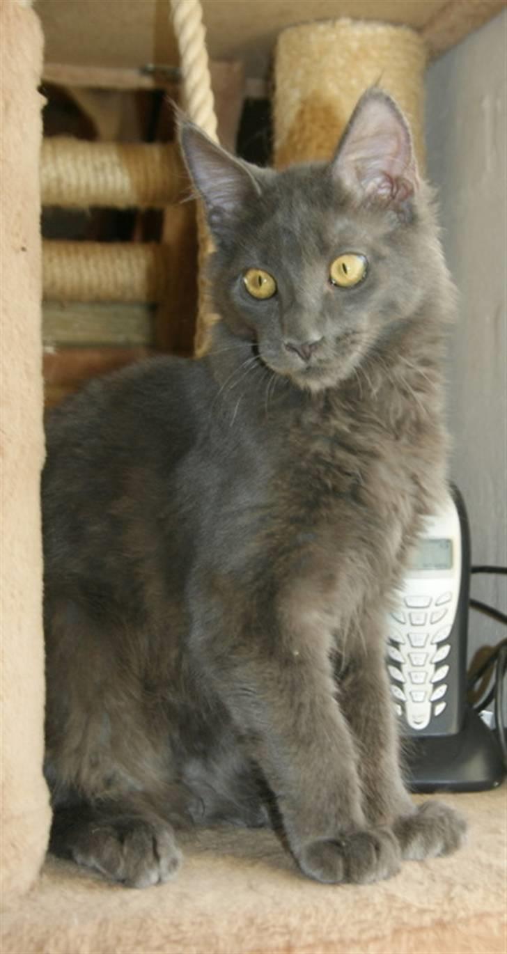 Maine Coon Tomahawk´s bull goes hunt billede 17