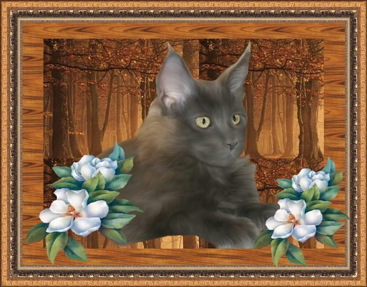 Maine Coon Tomahawk´s bull goes hunt billede 18