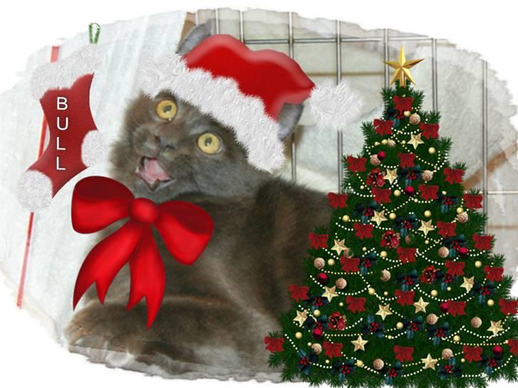 Maine Coon Tomahawk´s bull goes hunt billede 19