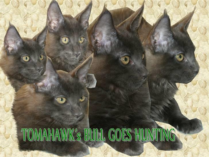Maine Coon Tomahawk´s bull goes hunt billede 20