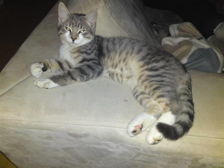 Blanding af racer Volvo - Sofan er bare noget af det bedste - specielt når jeg nu endelig har den for mig selv :) billede 1