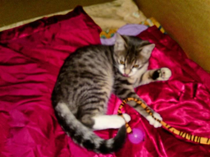 Blanding af racer Volvo - Det aller første billede jeg har taget af Volvo <3 billede 2