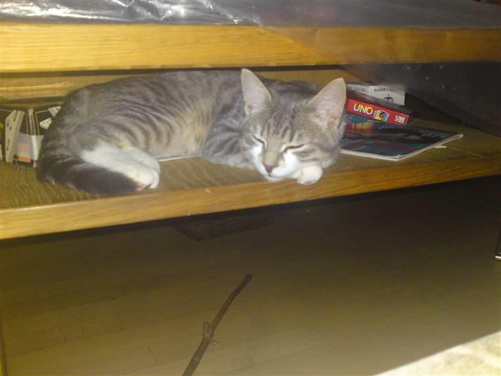 Blanding af racer Volvo - Volvo beviser her at han kan være alle steder hi hi hi billede 3