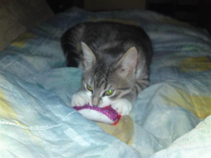 Blanding af racer Volvo - Også i det legesyge og bisset hjørne :D billede 4