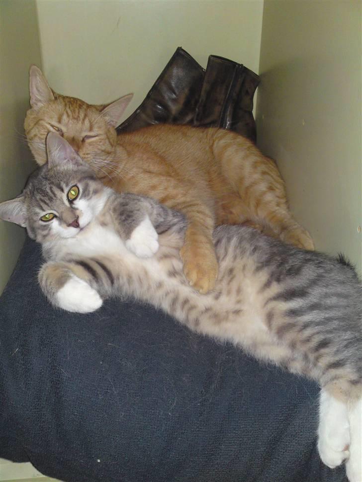 Blanding af racer Volvo - Nøøøj, hvor er det bare dejlig at blive vasket og ordnet og få al opmærksomhed og bare relax :) billede 5