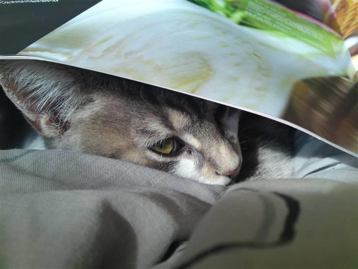 Blanding af racer Volvo - Du kan ikke finde mig, for jeg har gemt mig rigtigt godt ;) billede 6