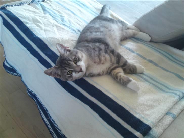 Blanding af racer Volvo - Er jeg ikke skøn ? - Jo due r så Volvo-skat <3 billede 7