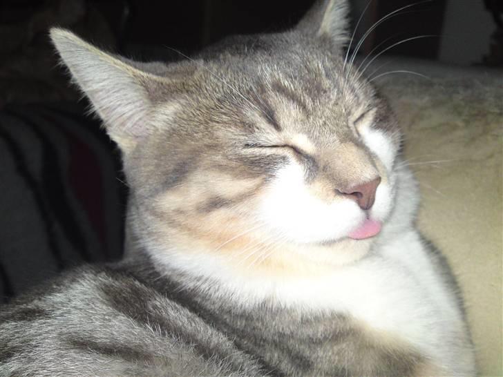 Blanding af racer Volvo - kuk kuk... kan du ikke se jeg Zzzz så lad lige vær med at blitze på mig (hi hi hi ørene er næsten helt tilbage på ham) billede 8