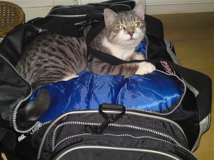 Blanding af racer Volvo - Du må altså ikke rejse igen moar, for så sætter/ lægger jeg mig da bare ovenpå din bagage *s* billede 9