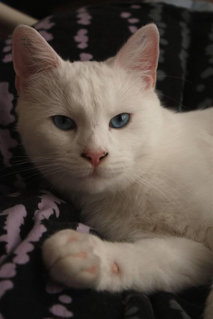 Blanding af racer Loui *R.I.P.* :'( - Velkommen til Loui´s profil :D billede 1