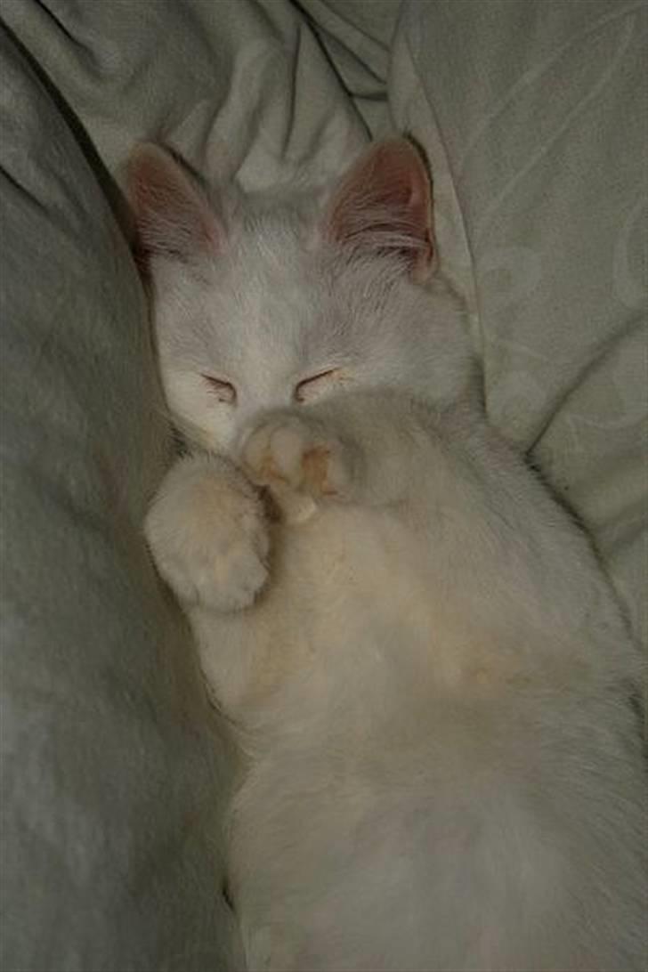 Blanding af racer Loui *R.I.P.* :'( - Zzzz.. billede 7