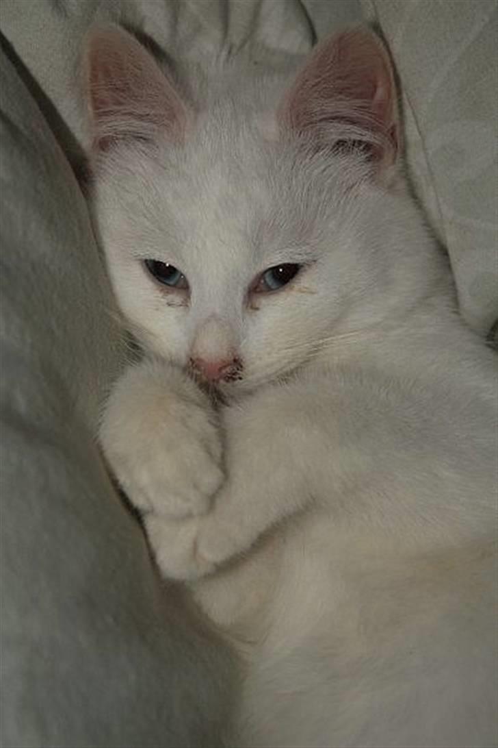 Blanding af racer Loui *R.I.P.* :'( - Hvem kan stå for de øjne? :i billede 8