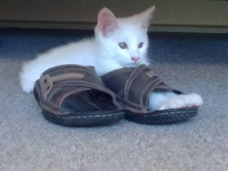 Maine Coon Snehvide - Hun krammer min fars sandaler. billede 6