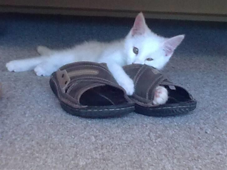 Maine Coon Snehvide - Hun krammer min fars sandaler. billede 7