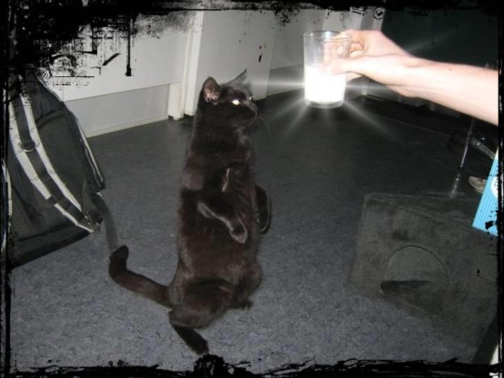 Blanding af racer Darth Vader aka Miv - Mit trix sit billede 19