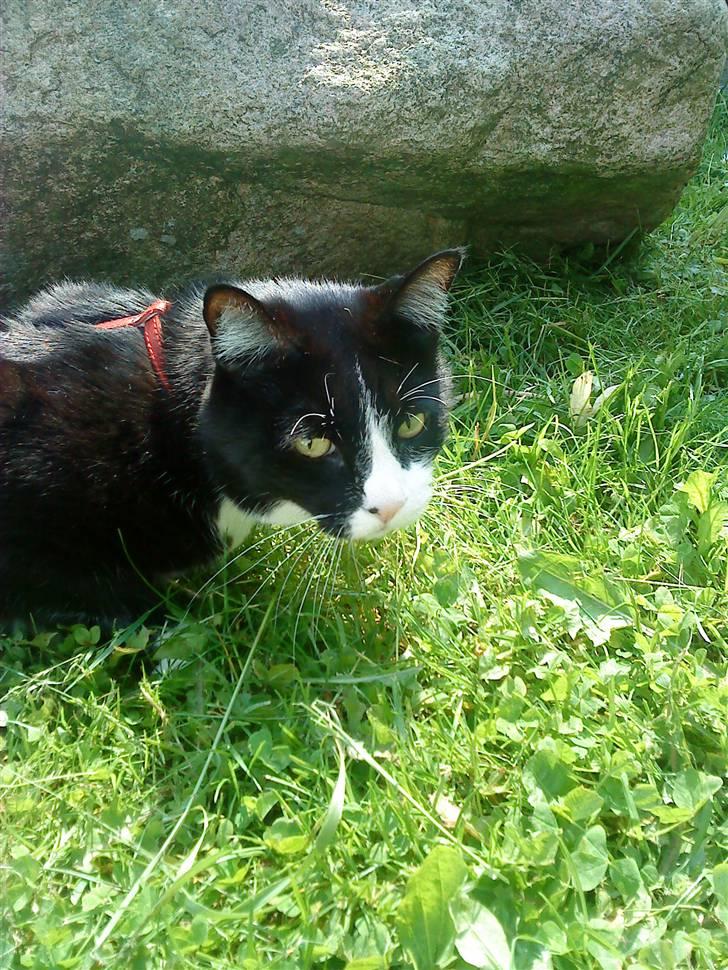 Huskat Max billede 1