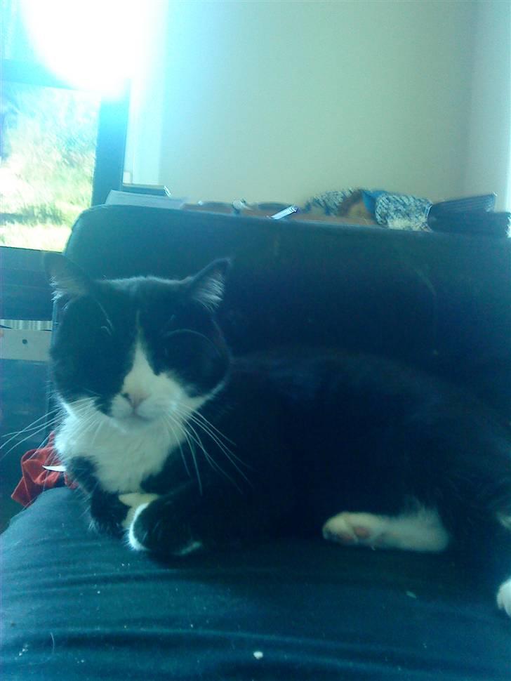 Huskat Max - mig der putter :) det er dejligt <3 billede 3