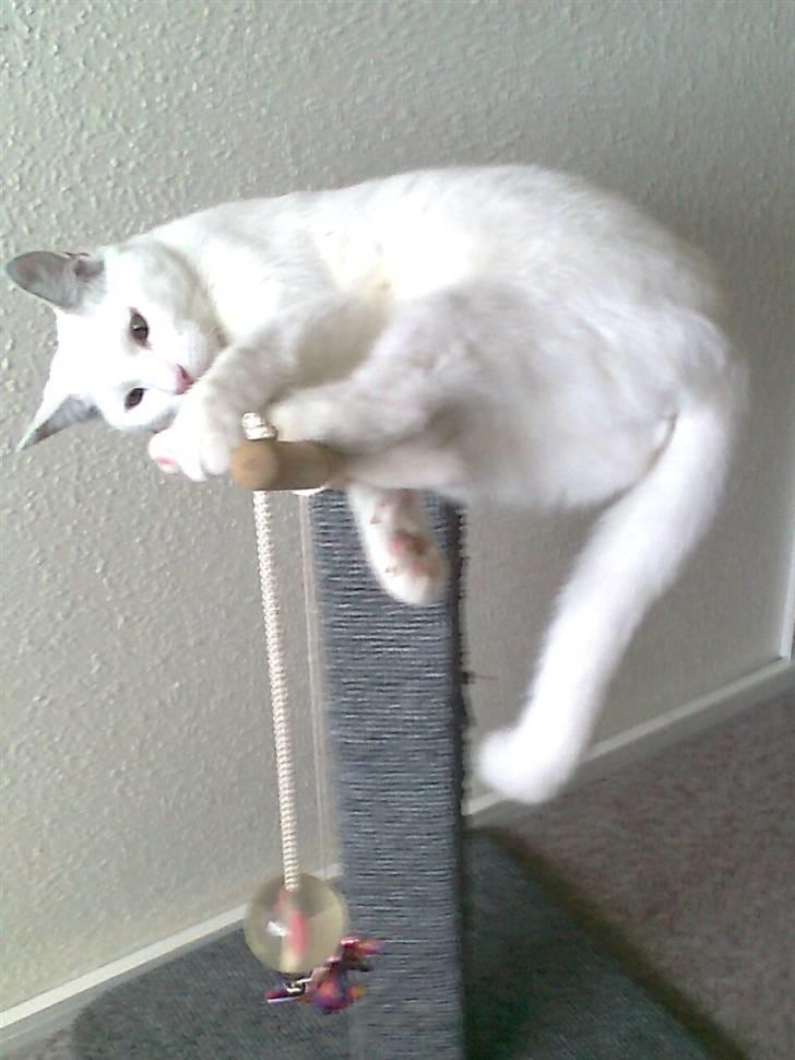 Maine Coon Snehvide - Snehvide der leger billede 8