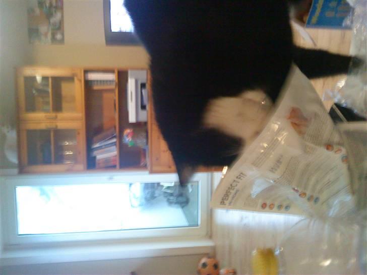 Huskat Max - mig der sjælder mad :D billede 5