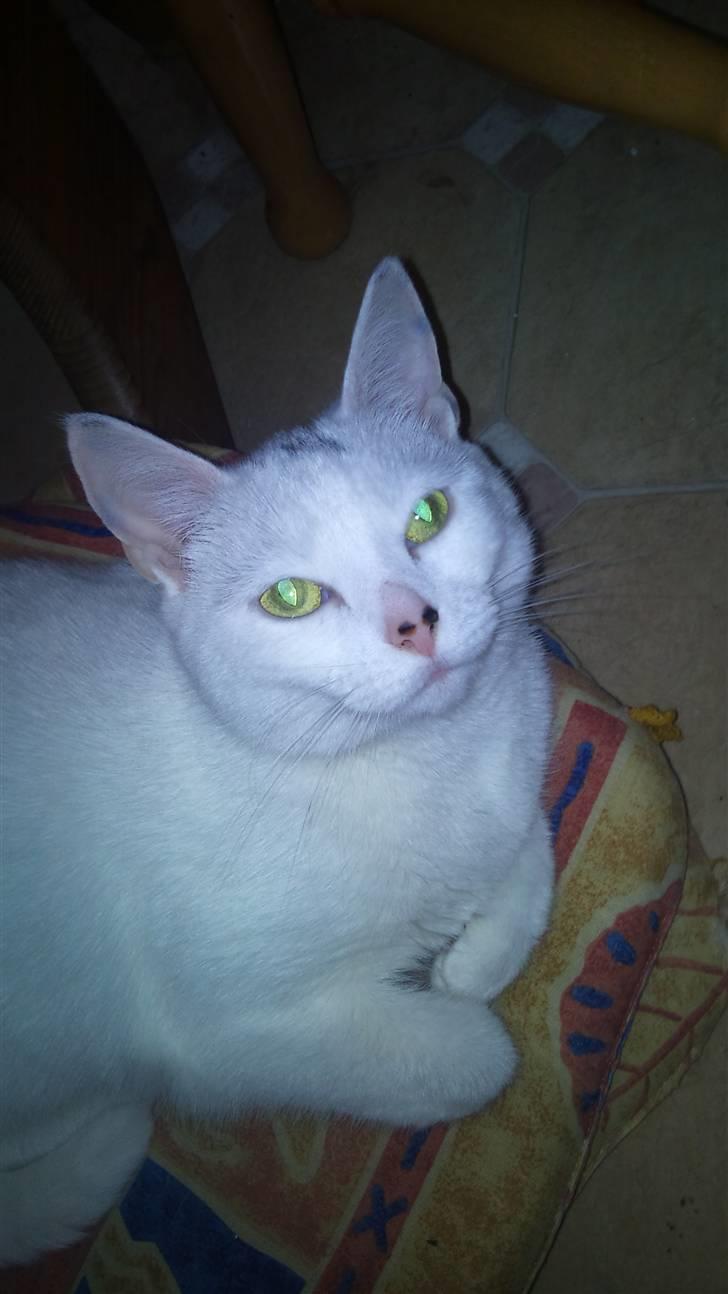 Huskat mitten - er jeg ikke bare dejlig  billede 1