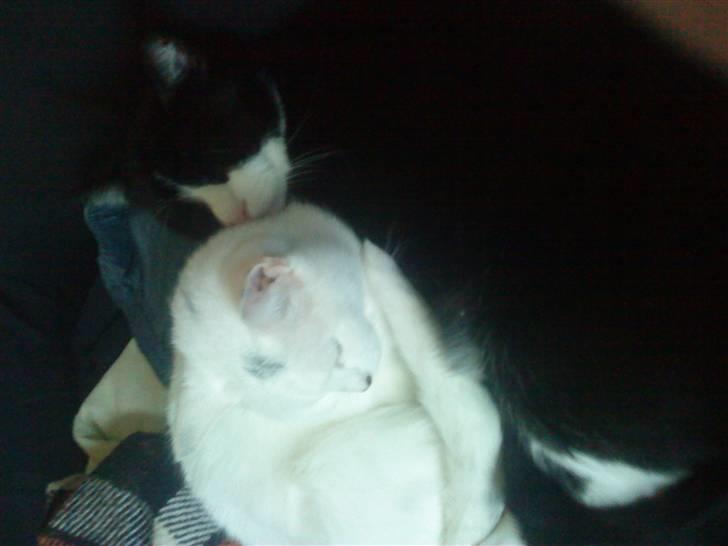 Huskat mitten - er vi ikke søde sammen mig og Max billede 2