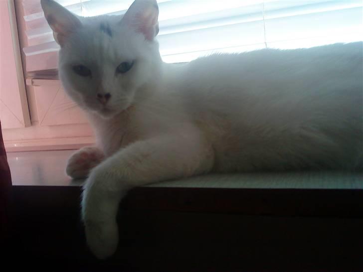 Huskat mitten - ligger og flader den i vinduet  ååhh hvor dejligt :) billede 3