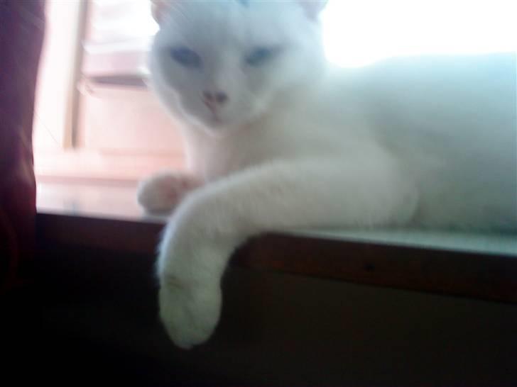 Huskat mitten - slapper af  billede 4