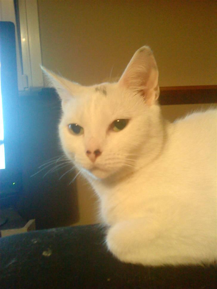 Huskat mitten - foto-modelen Mitten er jeg ikk fin  billede 5