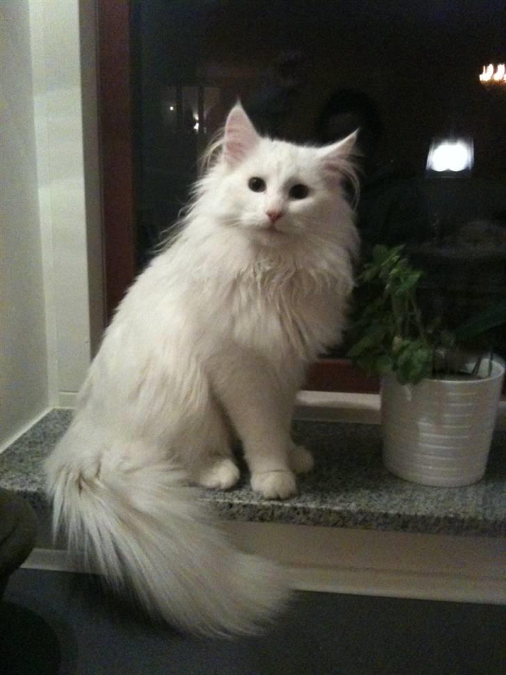 Norsk Skovkat DK Smithstone's Gaffi billede 2