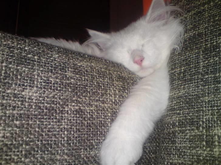 Norsk Skovkat DK Smithstone's Gaffi billede 3