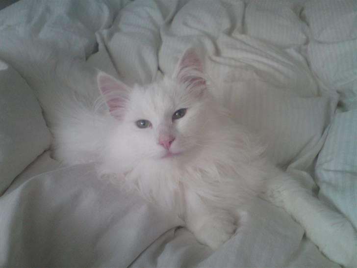 Norsk Skovkat DK Smithstone's Gaffi billede 4