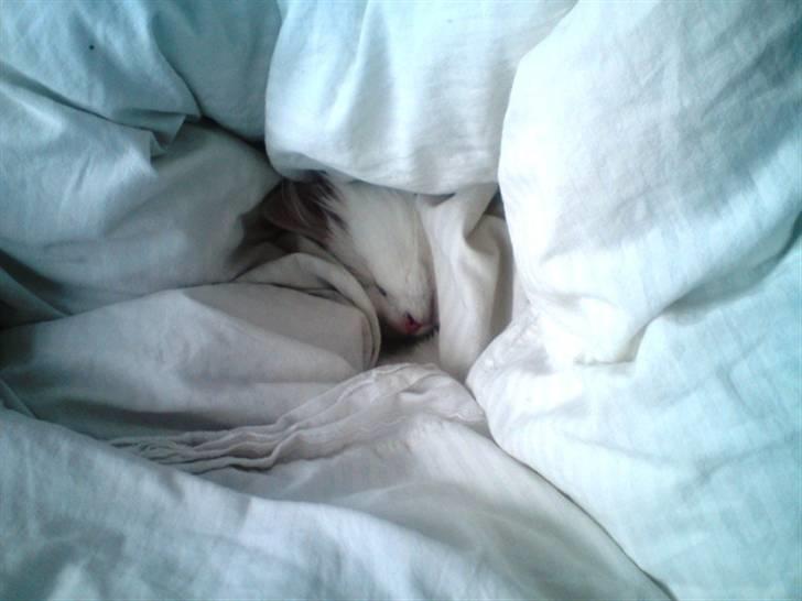 Norsk Skovkat DK Smithstone's Gaffi billede 5