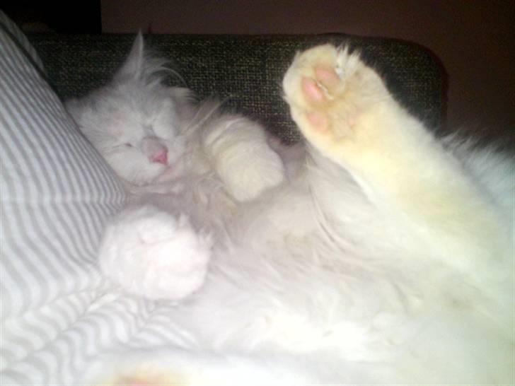 Norsk Skovkat DK Smithstone's Gaffi billede 6