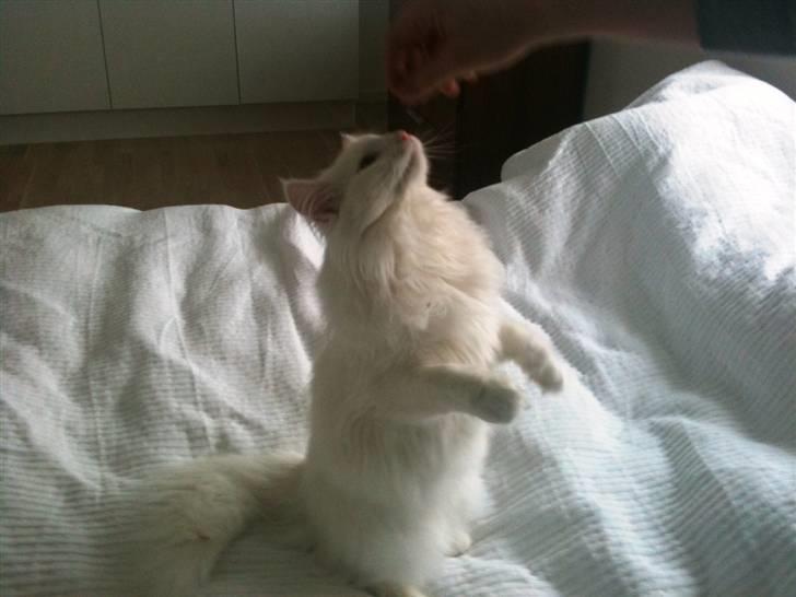 Norsk Skovkat DK Smithstone's Gaffi billede 7