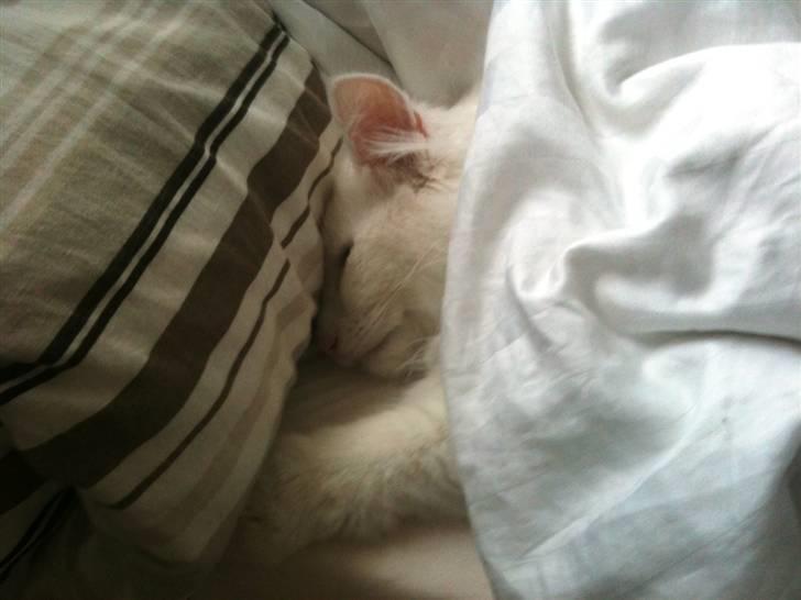 Norsk Skovkat DK Smithstone's Gaffi billede 8