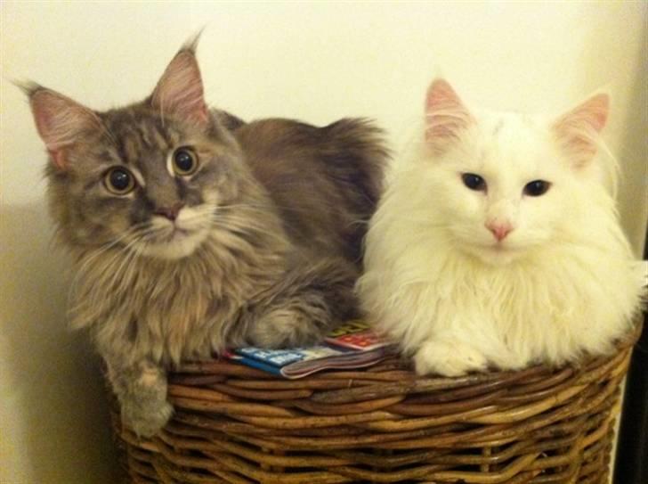 Norsk Skovkat DK Smithstone's Gaffi - Min bedste ven er Ulla <3 billede 9