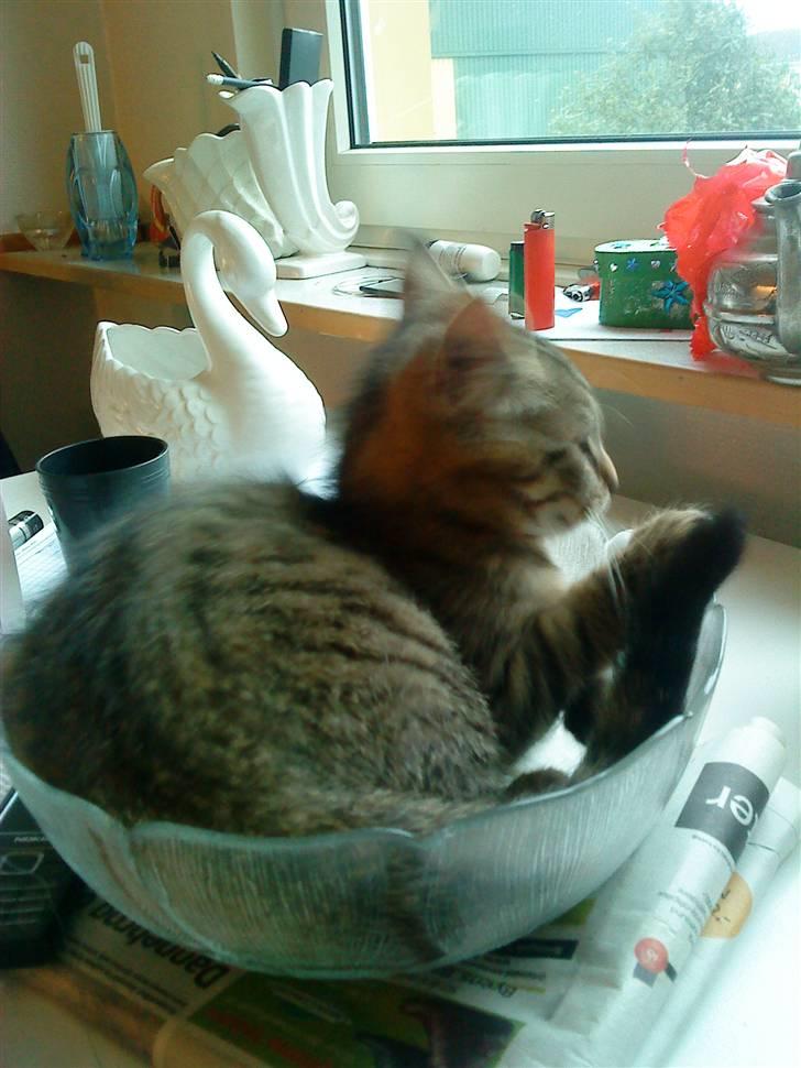 Huskat Pelle - jeg nyder solen  billede 11