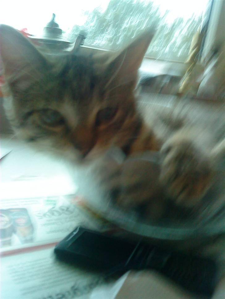 Huskat Pelle - er jeg ikke bare dejlig :D billede 12