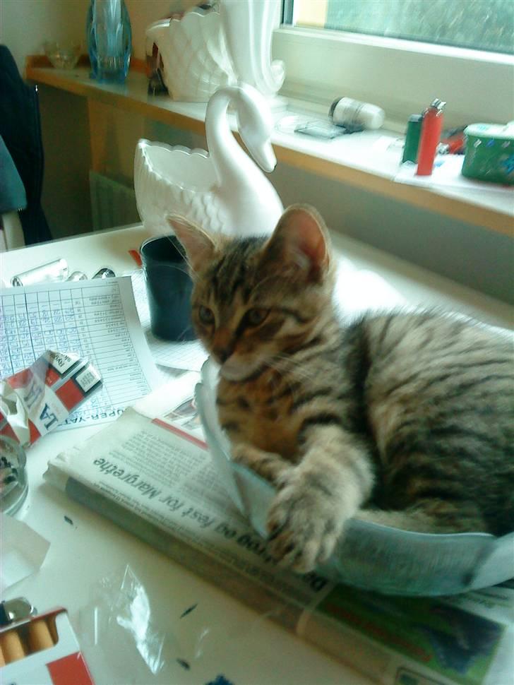 Huskat Pelle - <3 billede 13